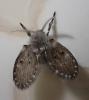 Clogmia albipunctata